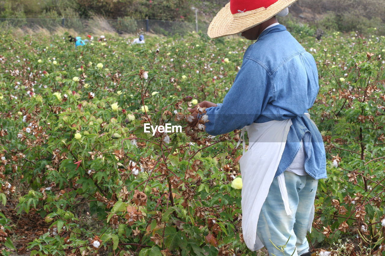 Man harvesting sea island cotton on field