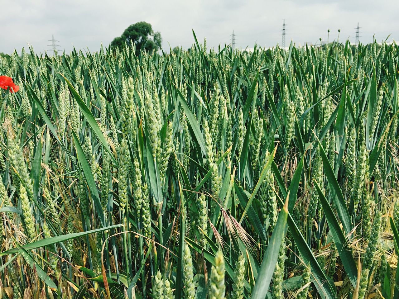 CORN FIELD AGAINST SKY