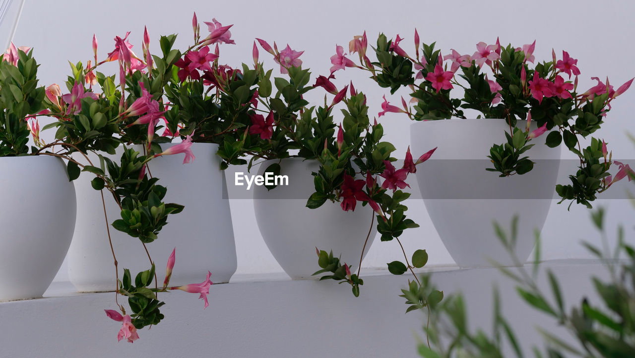 CLOSE-UP OF WHITE FLOWERING PLANTS AGAINST WALL