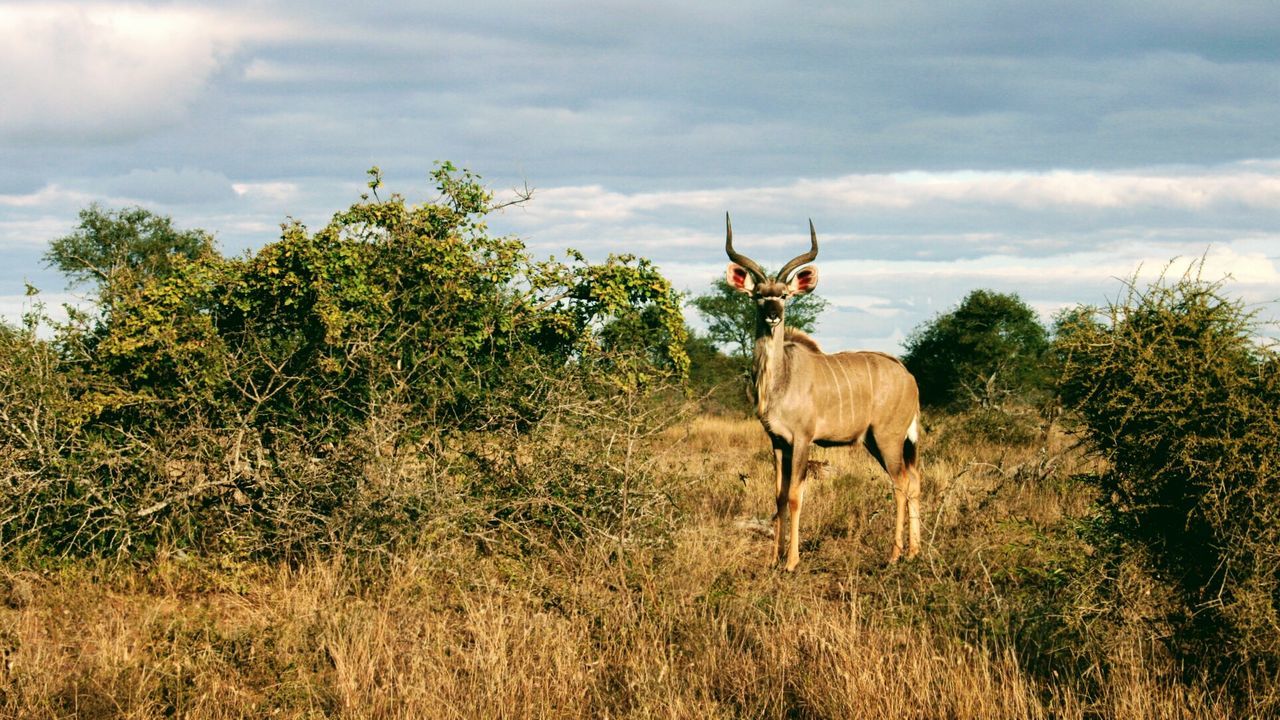 Impala looking at camera in south africa