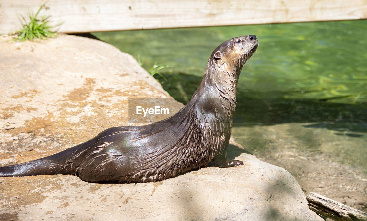 animal themes, animal, animal wildlife, wildlife, one animal, sea lion, seal, harbor seal, nature, marine mammal, water, zoo, underwater, no people, mammal, outdoors, day, sea, aquatic mammal, relaxation, rock, side view, otter