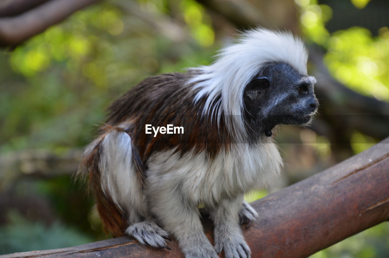 Cotton-top tamarin sitting on tree trunk in forest