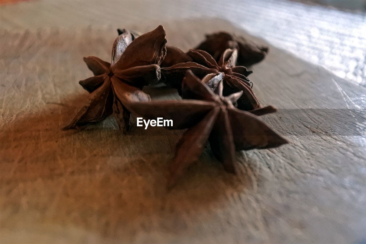 HIGH ANGLE VIEW OF DEAD PLANT ON TABLE