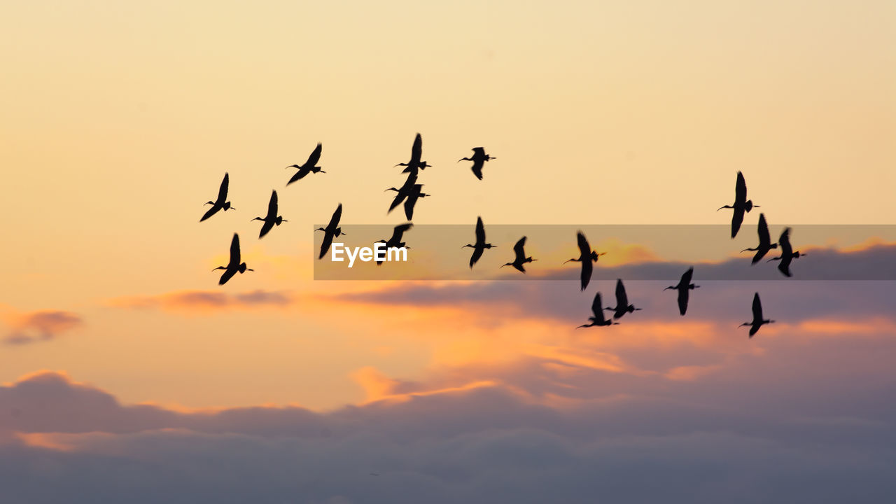 Flock of silhouette birds flying against sky during sunset