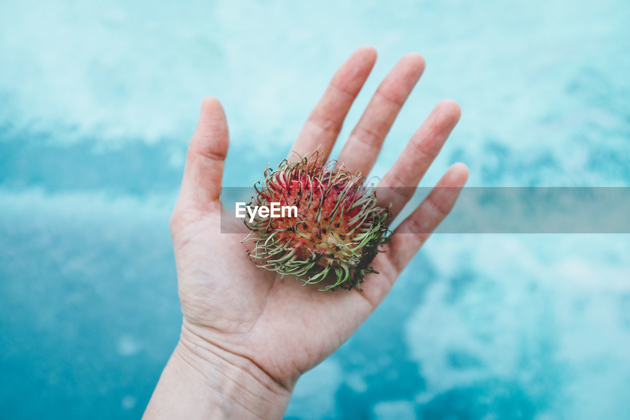 Close-up of hand holding fruit outdoors