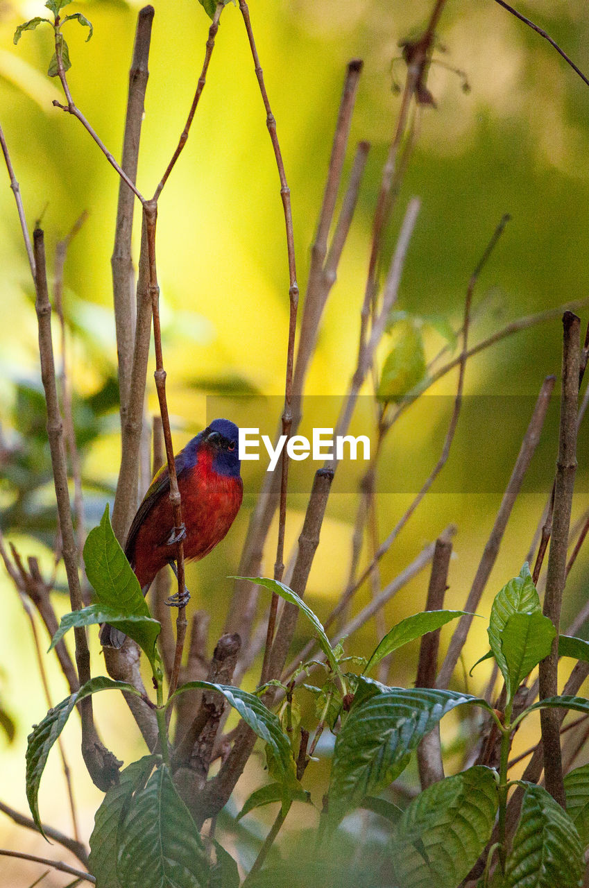 CLOSE-UP OF PARROT PERCHING ON PLANT