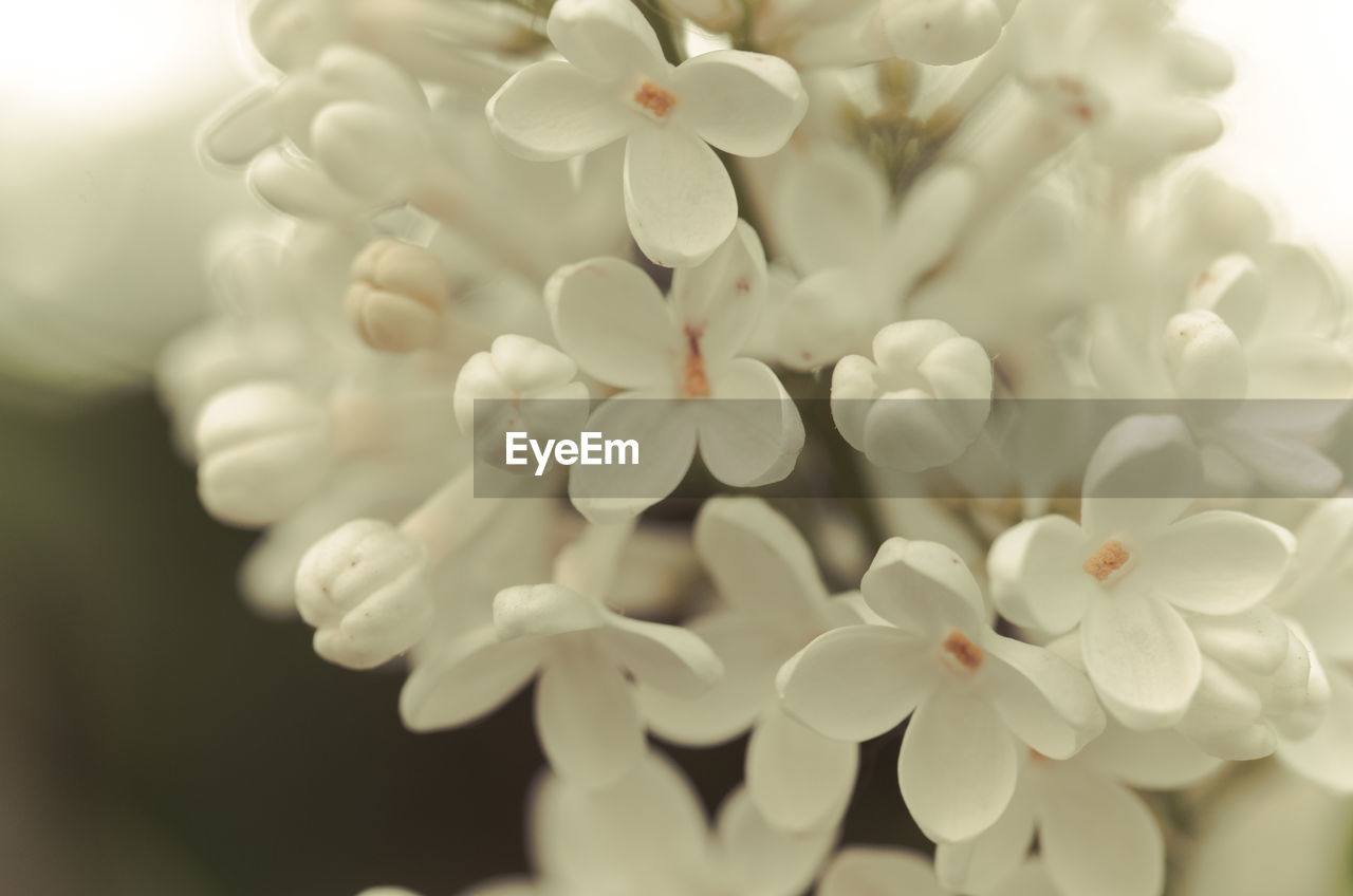 CLOSE-UP OF WHITE FLOWERS ON PLANT