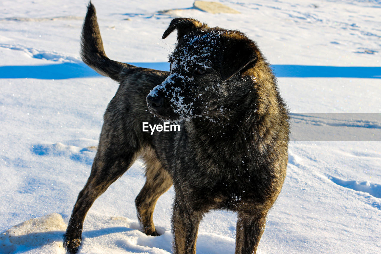 CLOSE-UP OF DOG ON SNOW COVERED FIELD