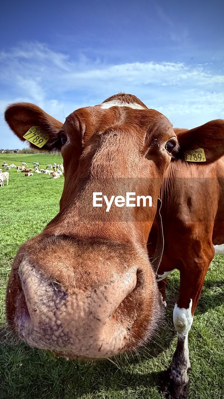mammal, animal themes, animal, domestic animals, grass, livestock, cattle, pet, dairy cow, pasture, nature, one animal, sky, plant, field, agriculture, cow, no people, land, animal wildlife, brown, grazing, meadow, domestic cattle, landscape, outdoors, farm, animal body part, rural area, day, rural scene, portrait, cloud, plain