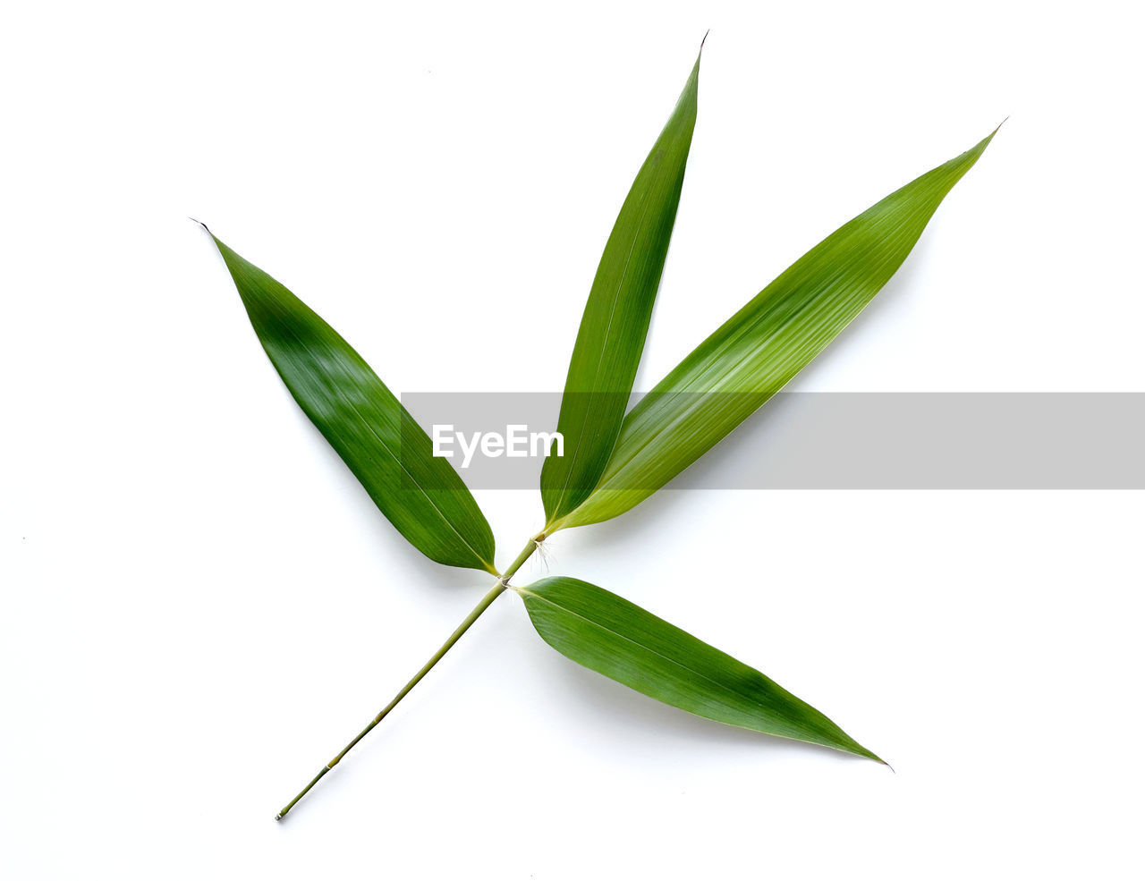 leaf, plant part, green, plant, cut out, food and drink, nature, food, flower, freshness, white background, herb, medicine, herbal medicine, grass, no people, studio shot, healthcare and medicine, close-up, branch, wellbeing, indoors, ingredient, beauty in nature, plant stem