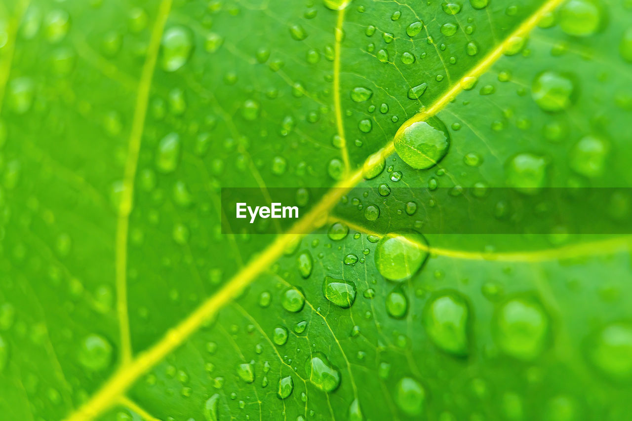 CLOSE-UP OF RAINDROPS ON GREEN LEAF