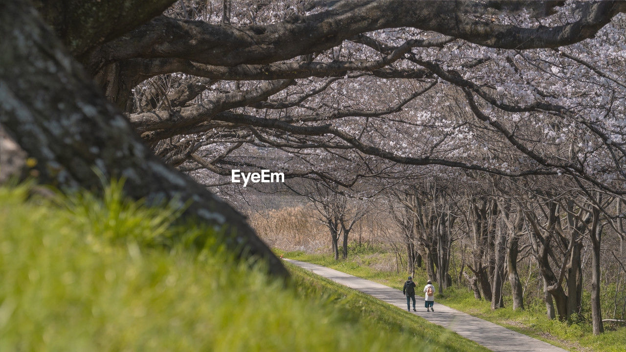 Couple walking in the cherry blossom  trees 