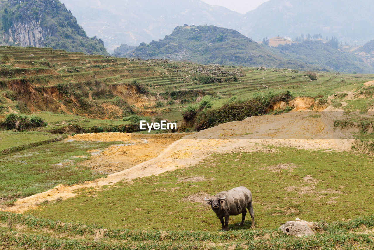 Buffalo on the rice field. vietnamese village, domestic animals on rice puddle terrace