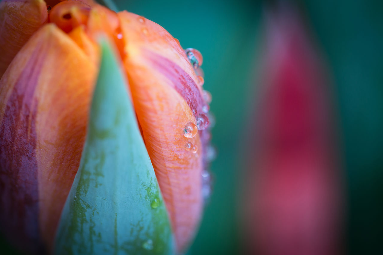 Close-up of water drops on orange flower