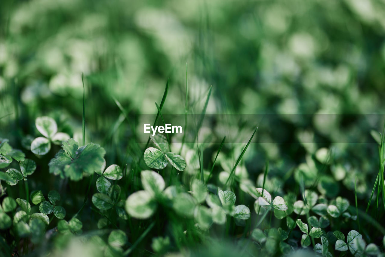 full frame shot of plants