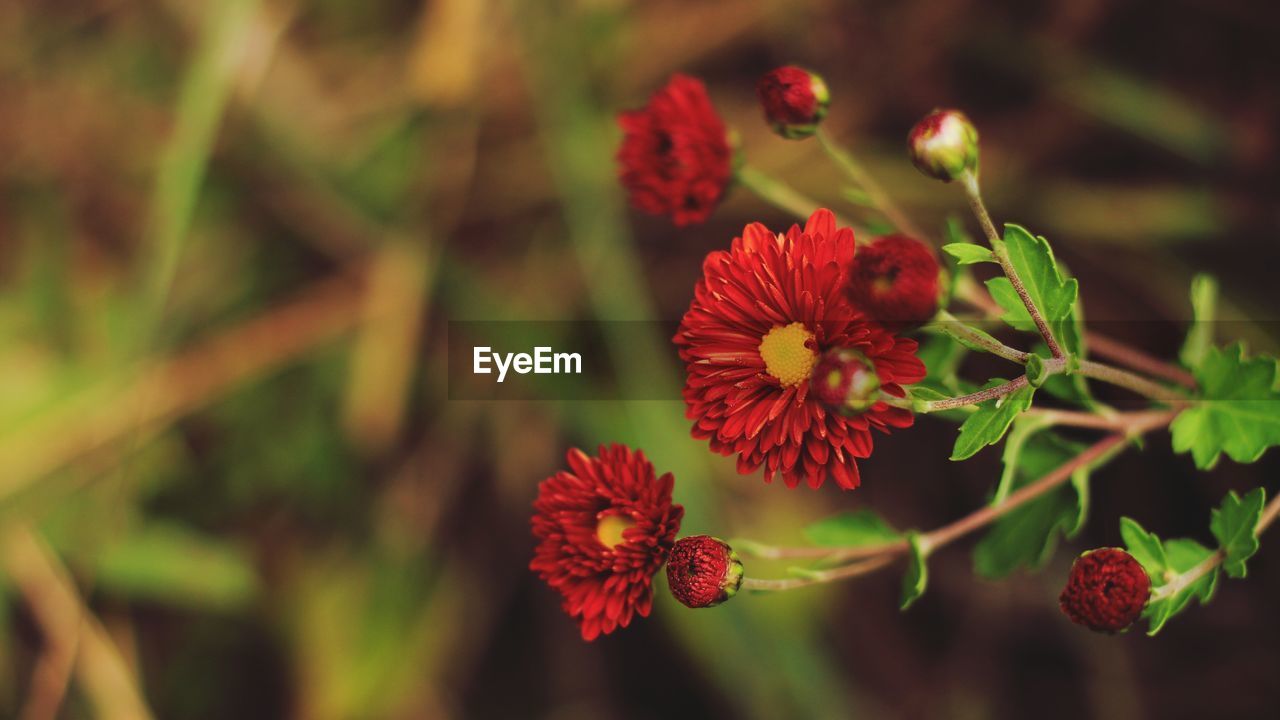 Close-up of red flowering plant