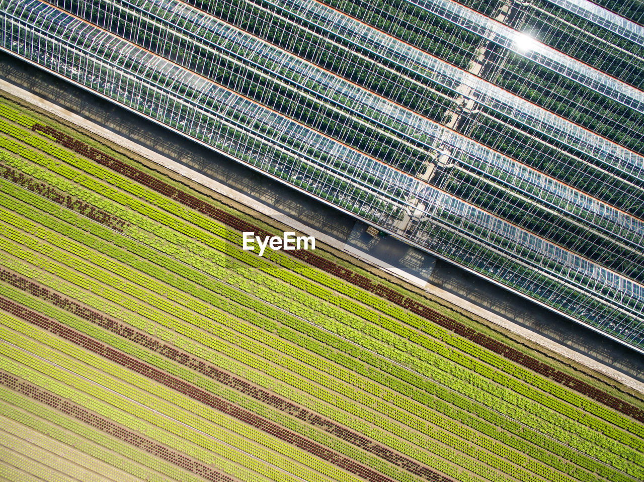 FULL FRAME SHOT OF RICE PADDY