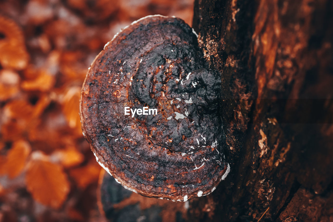 Close-up of rusty metallic tree trunk | ID: 143962021