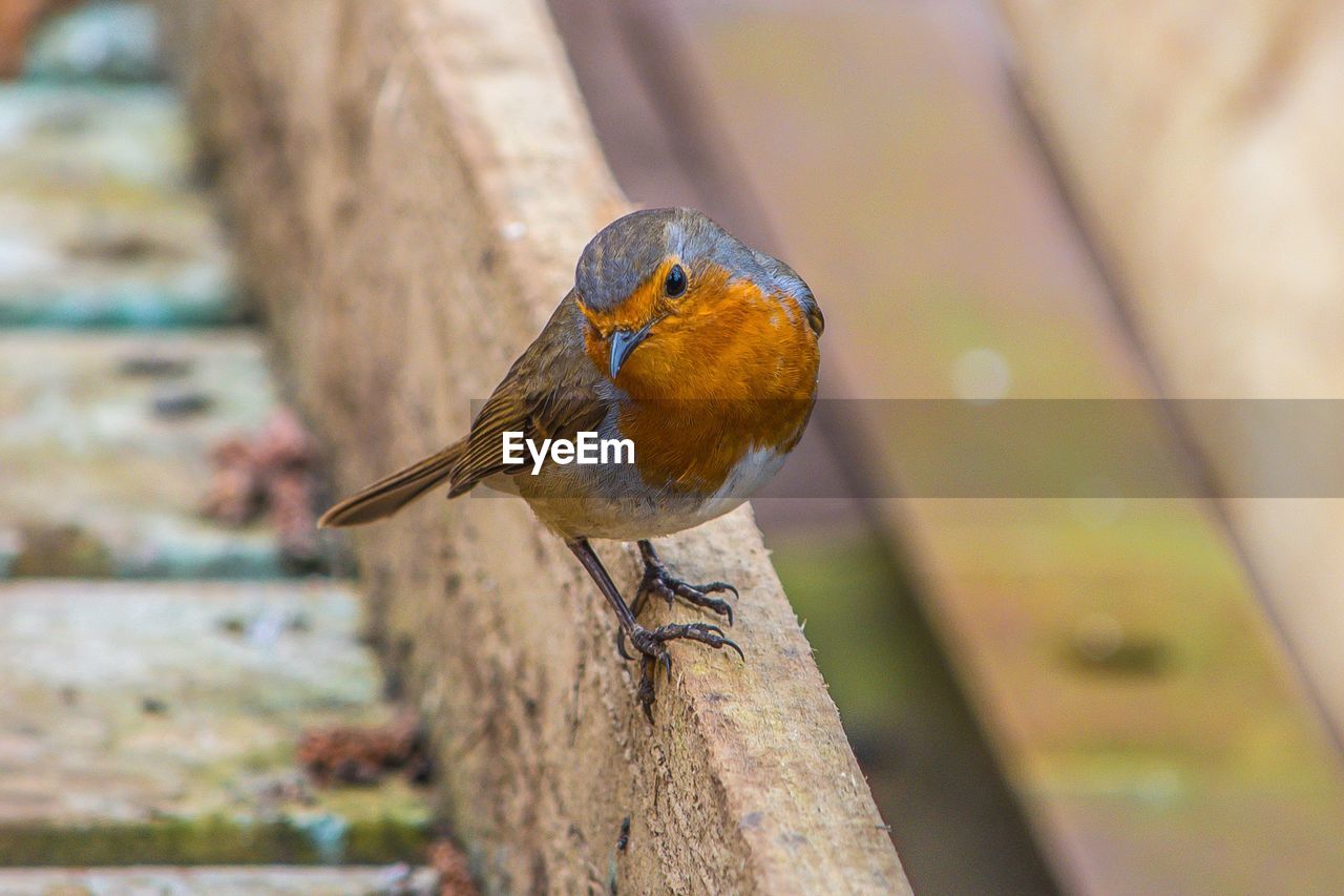 Close-up of robin perching on wooden railing