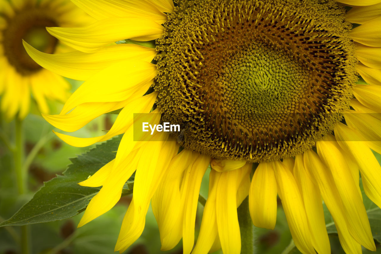 CLOSE-UP OF BEE ON YELLOW FLOWER