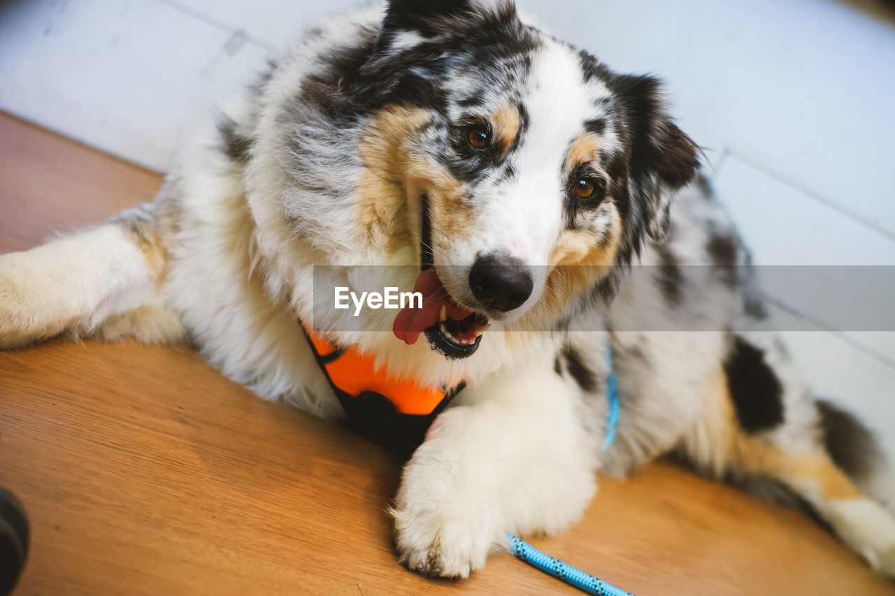 one animal, animal, animal themes, pet, domestic animals, mammal, canine, dog, flooring, no people, indoors, puppy, portrait, lying down, cute, hardwood floor, animal body part, relaxation, looking at camera, wood