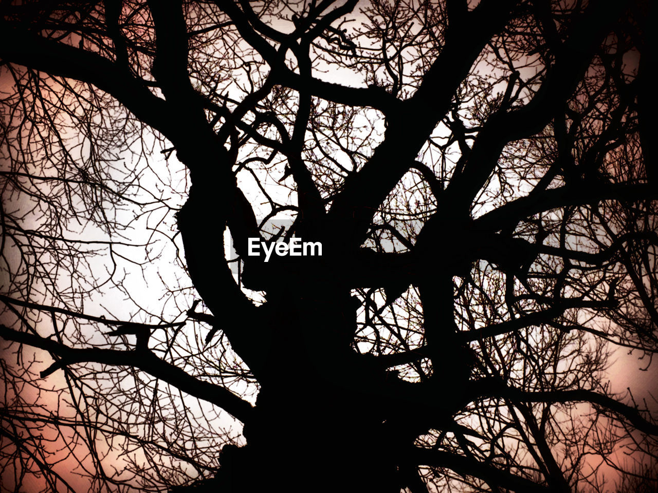 Low angle view of bare tree against sky