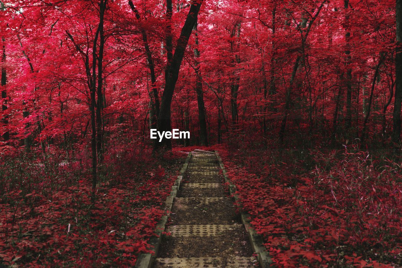 Red road amidst trees