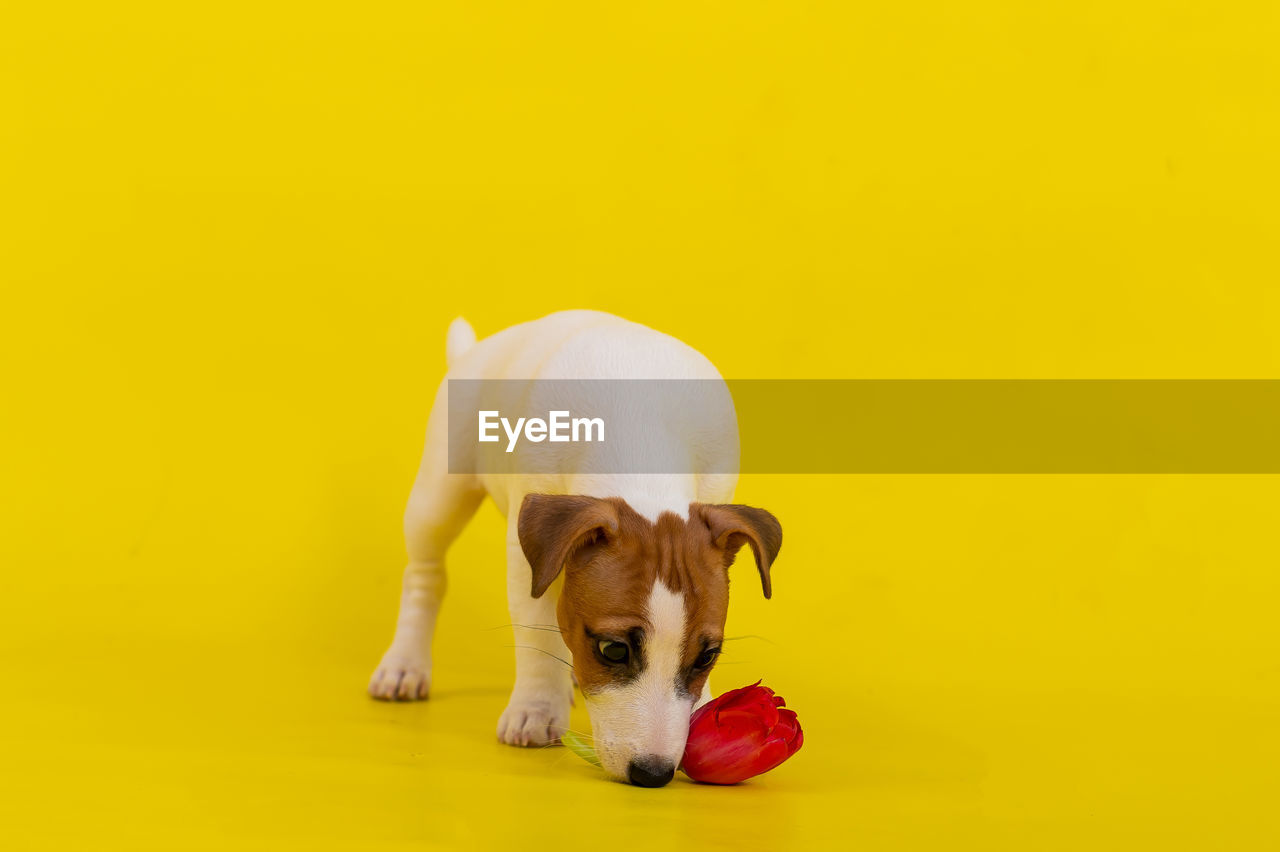 portrait of dog standing against yellow background