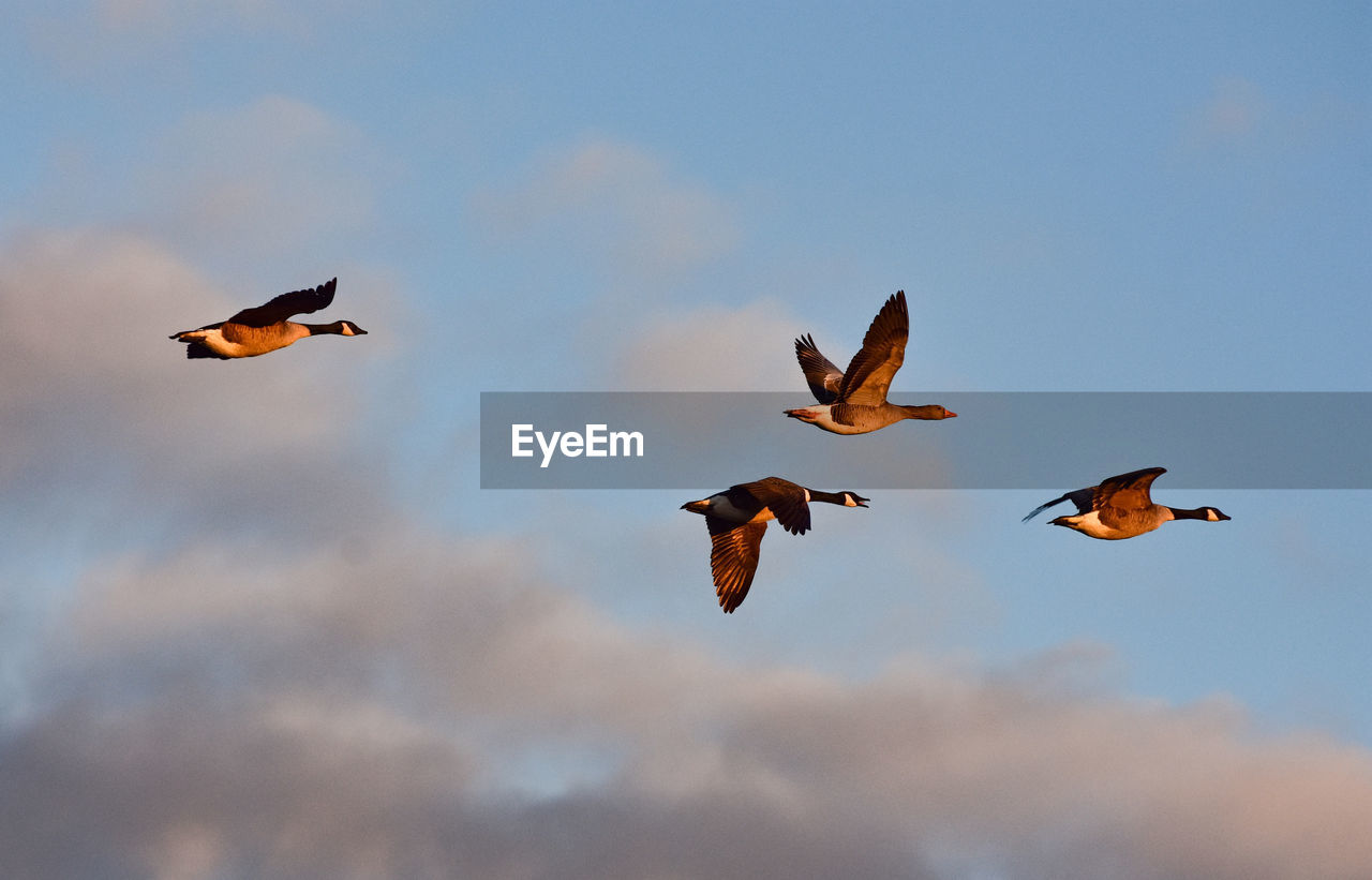 LOW ANGLE VIEW OF BIRDS FLYING IN THE SKY
