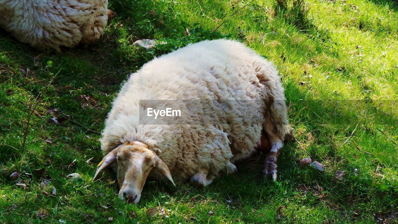 Sheep on grassy field