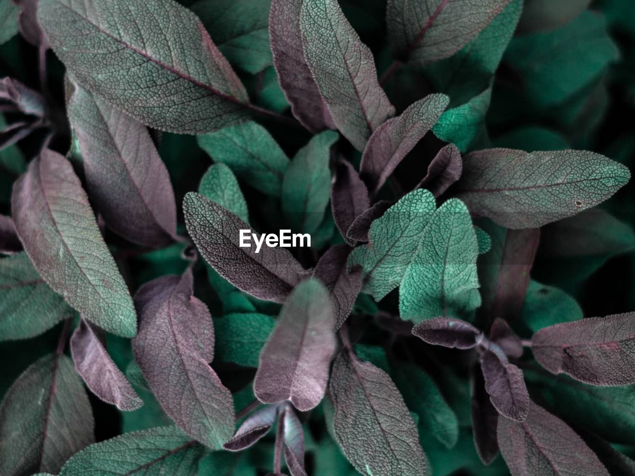 Full frame shot of green leaves