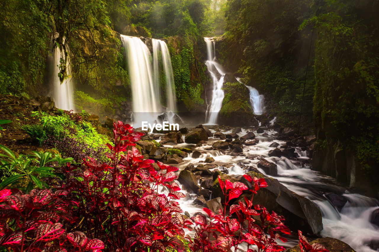 Scenic view of waterfall in forest