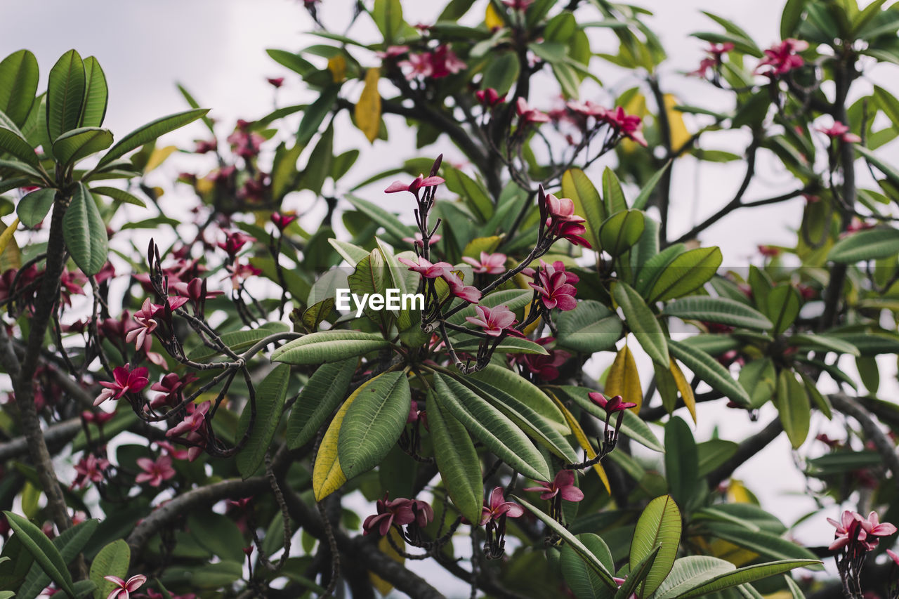 Close-up of plant against tree