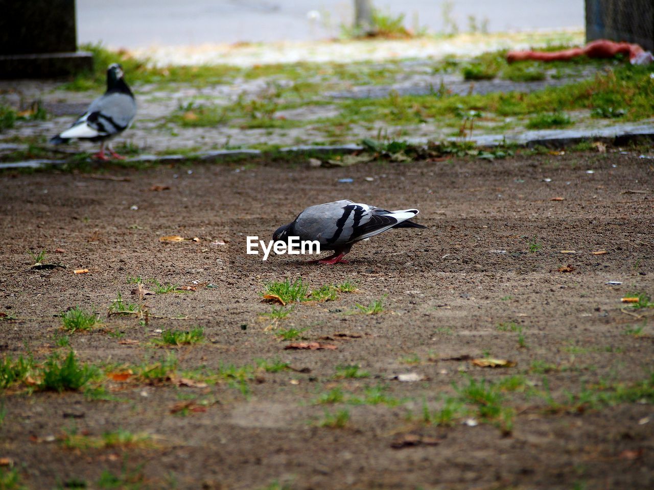 BIRDS PERCHING ON GROUND