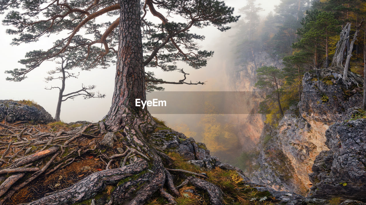 Scenic view of trees in forest during foggy weather