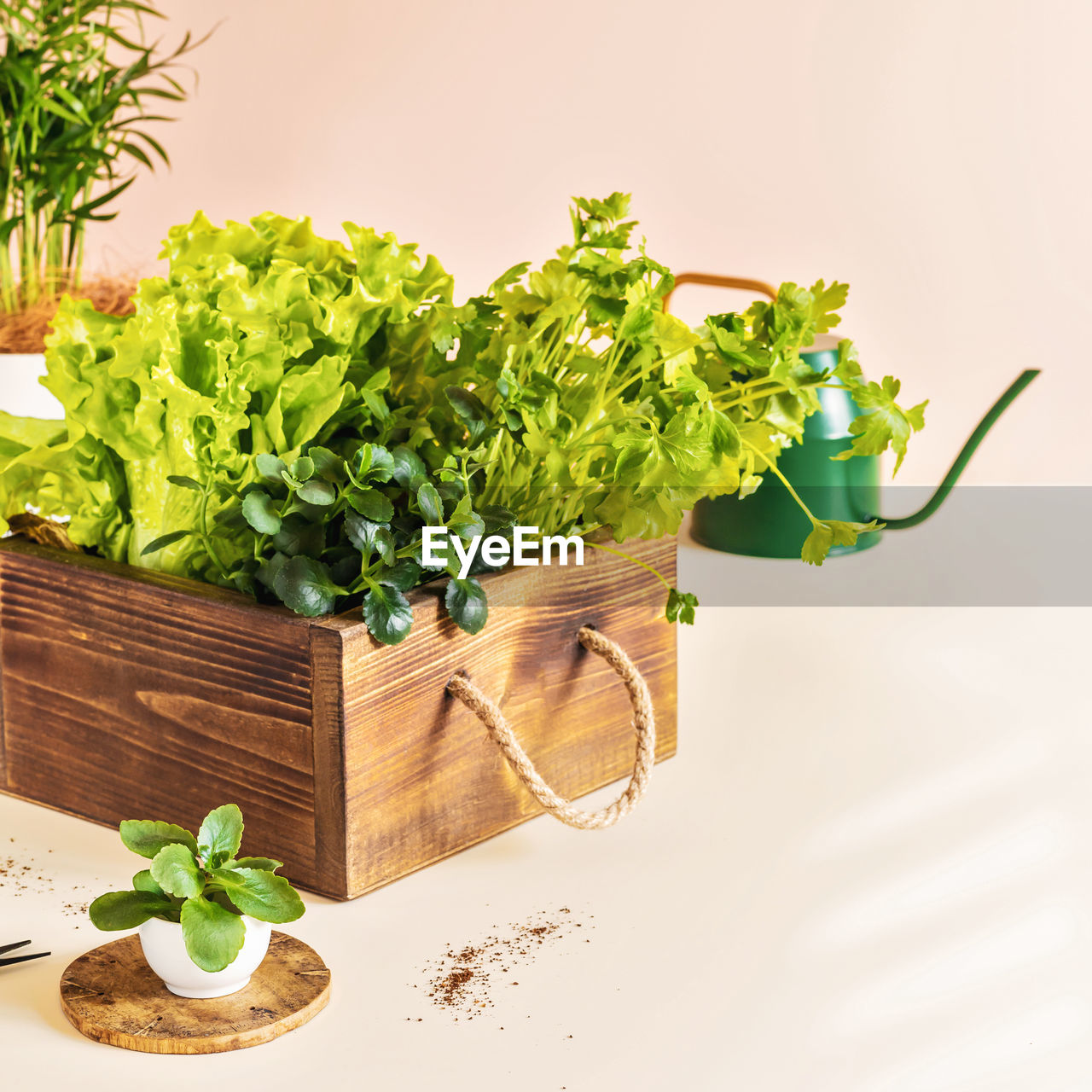 Home cultivation of healthy greenery. useful herbs and lettuce in a wooden box and watering can 