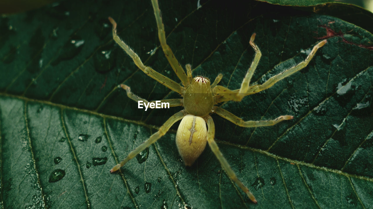 CLOSE-UP OF SPIDER