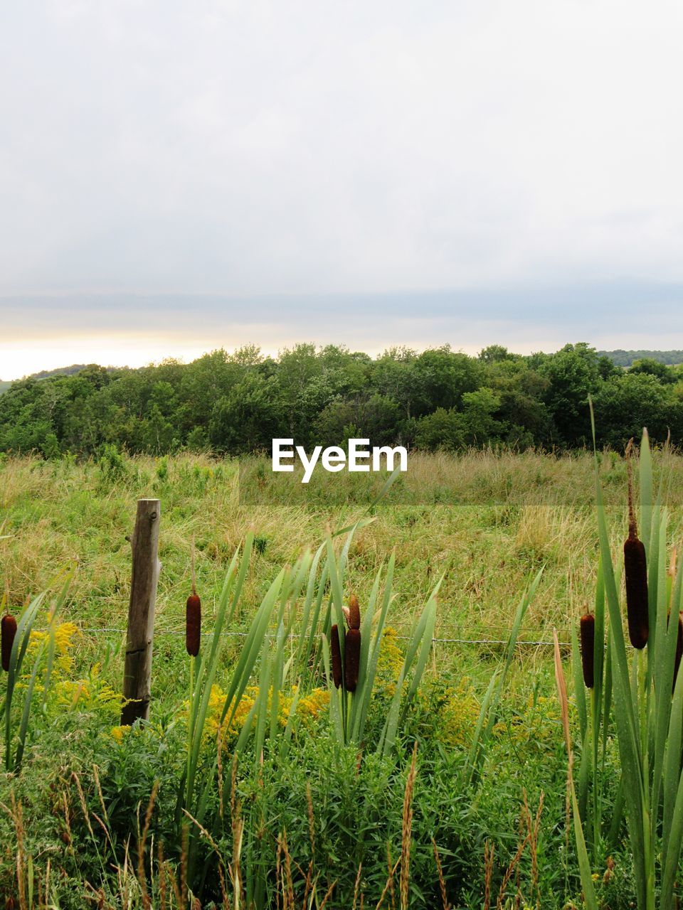 SCENIC VIEW OF FIELD AND SEA AGAINST SKY