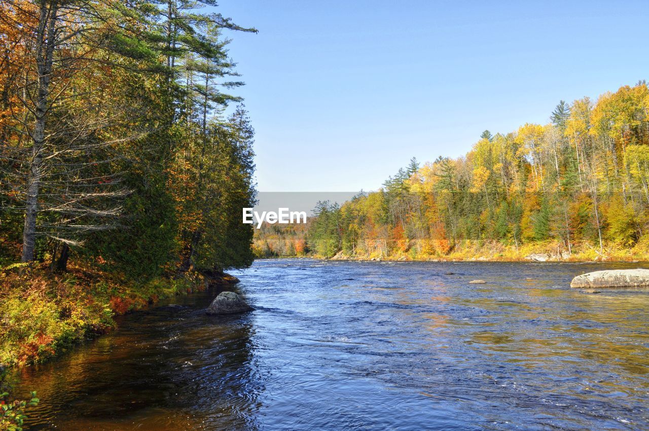 Scenic view of river in forest against clear sky during autumn