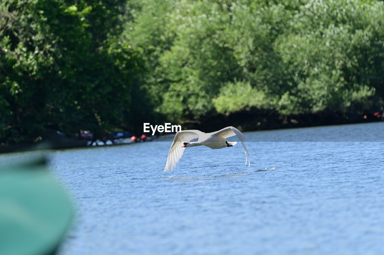 bird, water, animal themes, animal, animal wildlife, tree, plant, wildlife, day, nature, one animal, selective focus, no people, water bird, outdoors, flying, lake