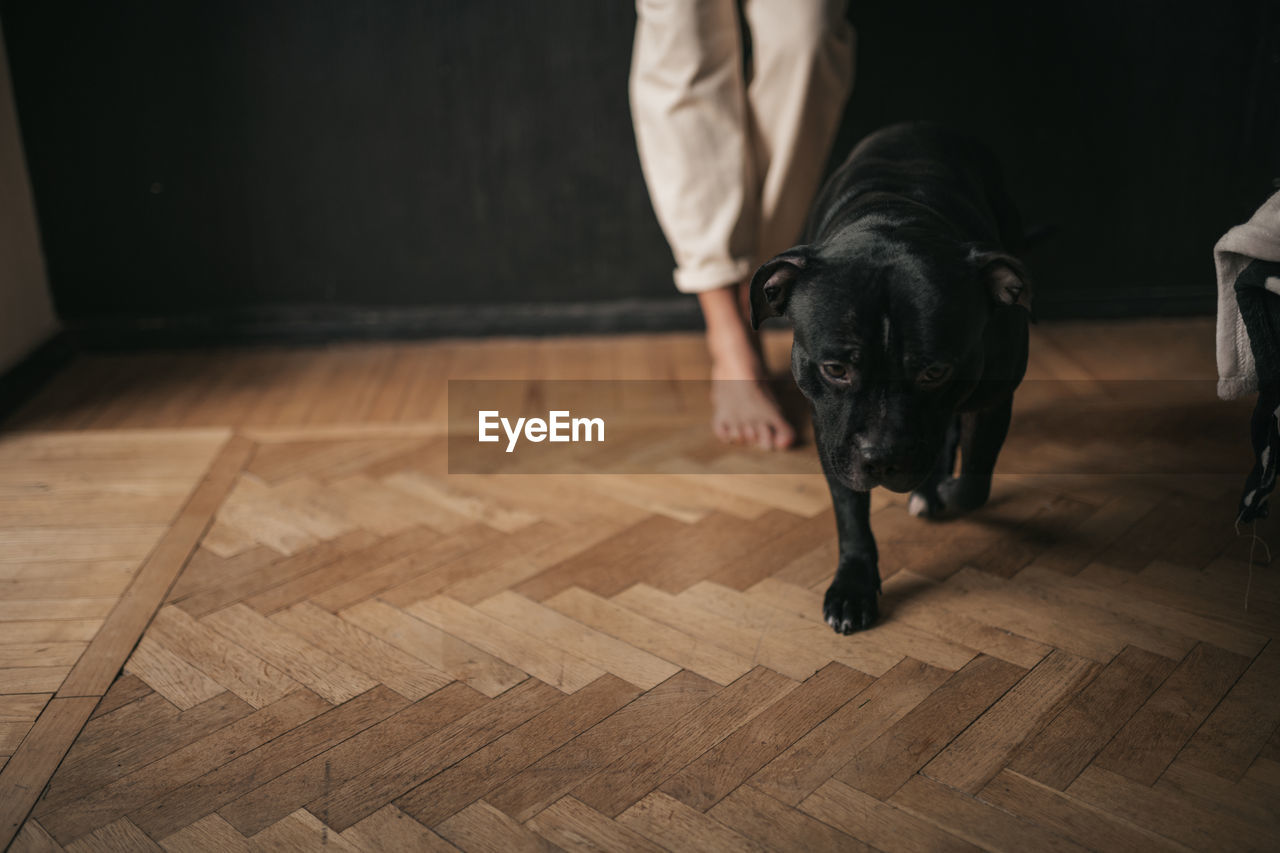 Low section of dog on hardwood floor at home