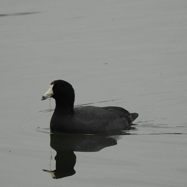 BIRDS IN WATER