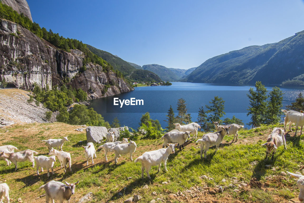 Scenic view of goats walking on mountains by lake against sky