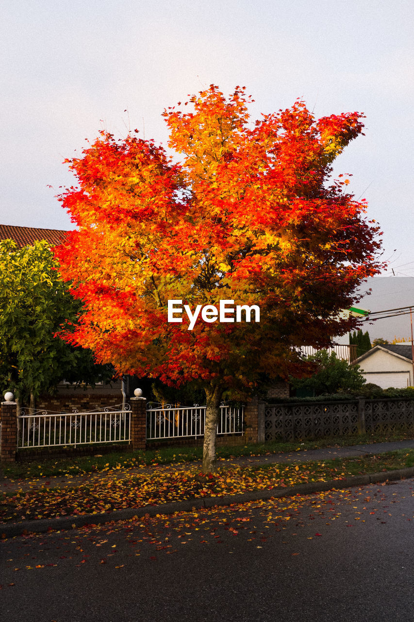 AUTUMN TREE AGAINST SKY DURING WINTER