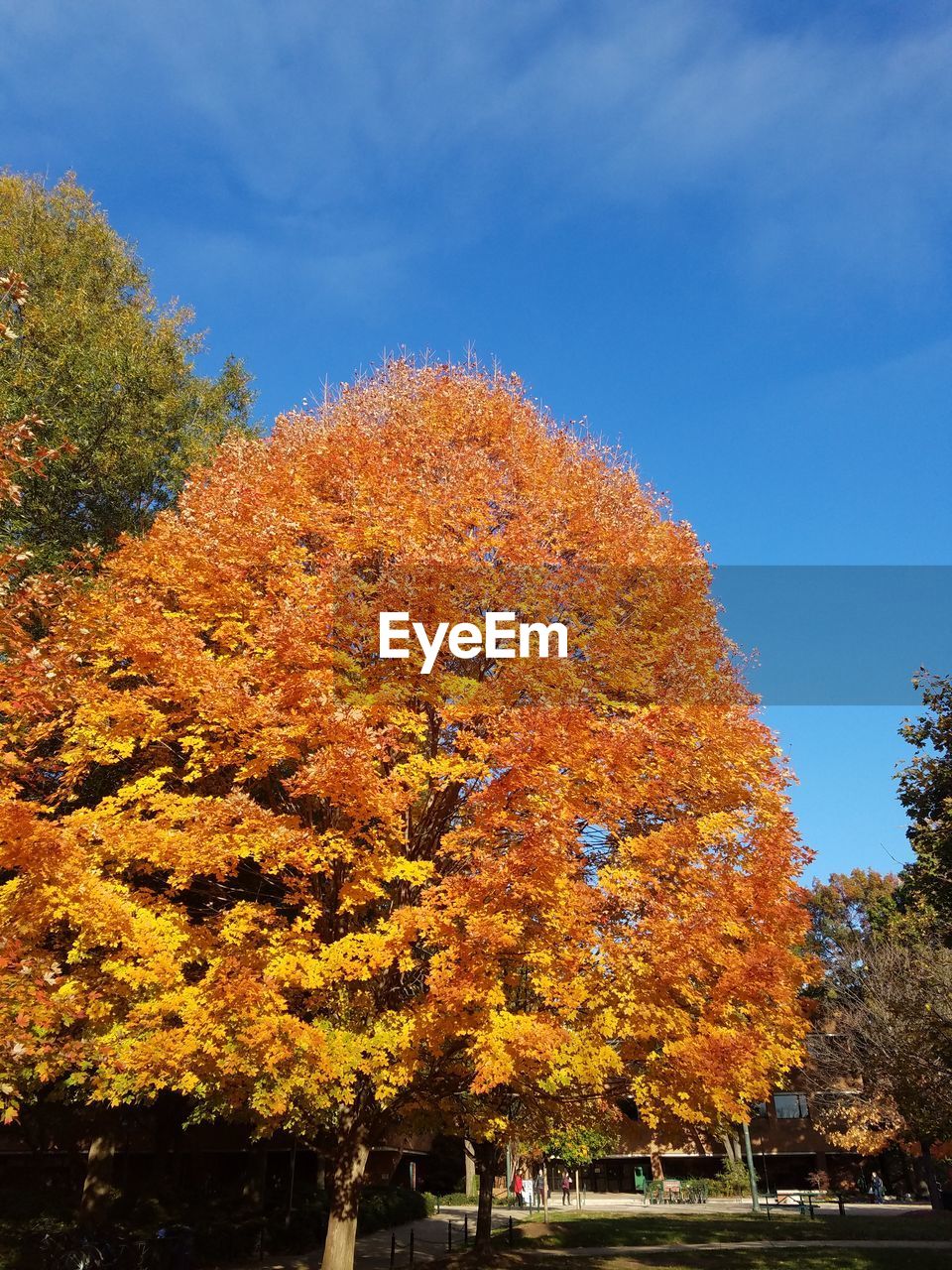 LOW ANGLE VIEW OF FRESH TREE AGAINST SKY