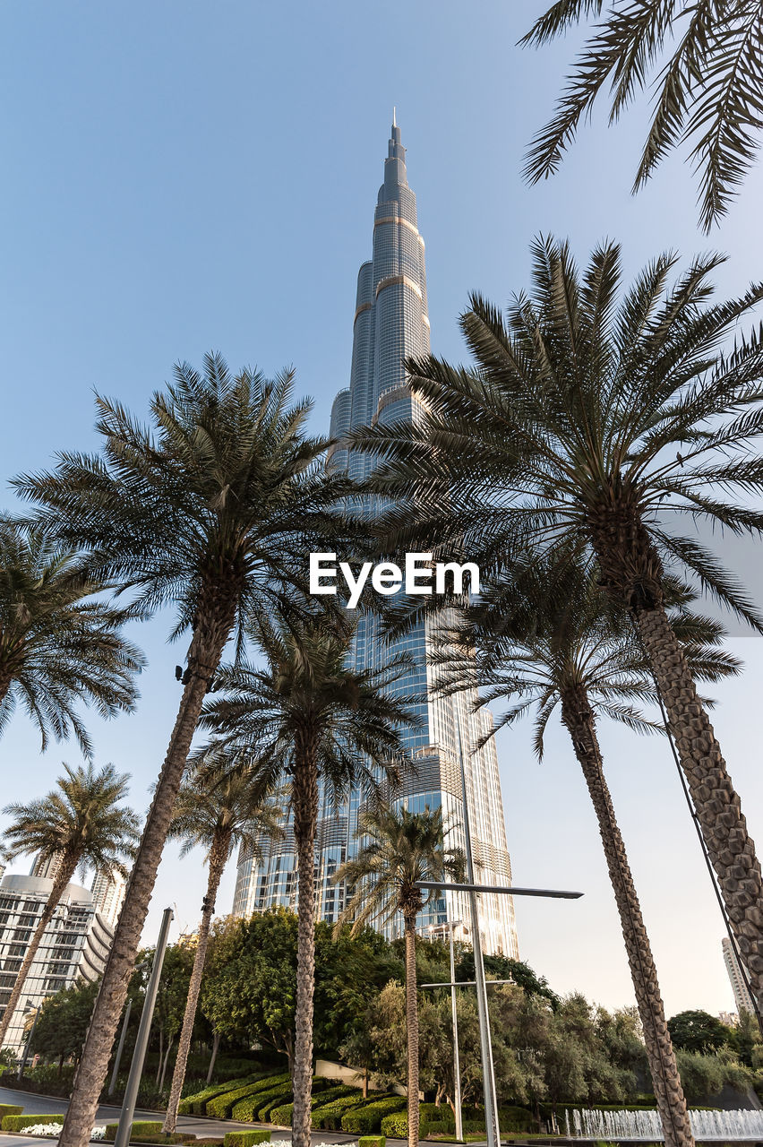 LOW ANGLE VIEW OF COCONUT PALM TREE AGAINST BUILDING