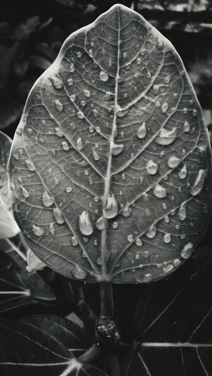 CLOSE-UP OF WATER DROPS ON LEAVES