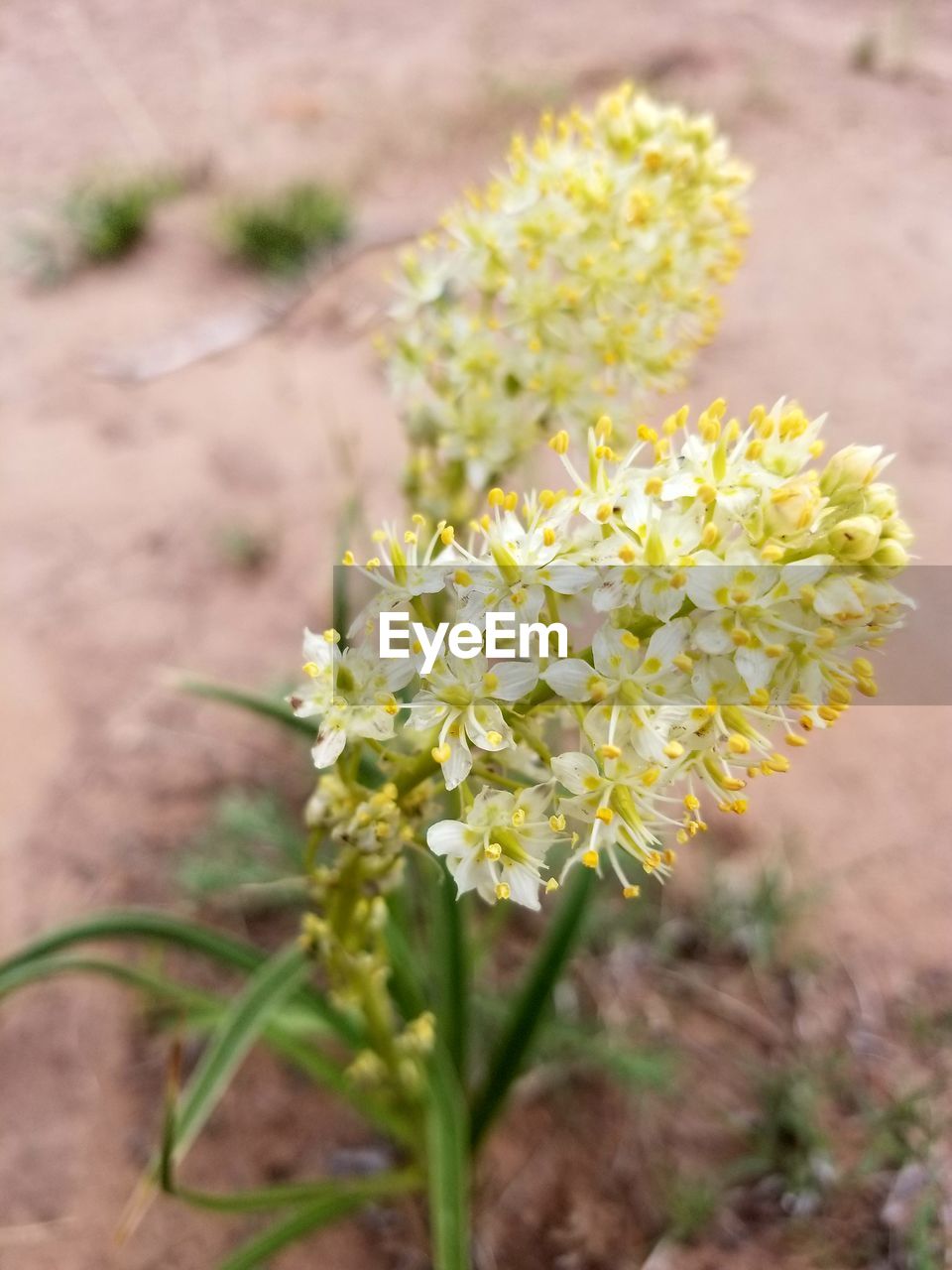 CLOSE-UP OF YELLOW FLOWER BLOOMING ON FIELD