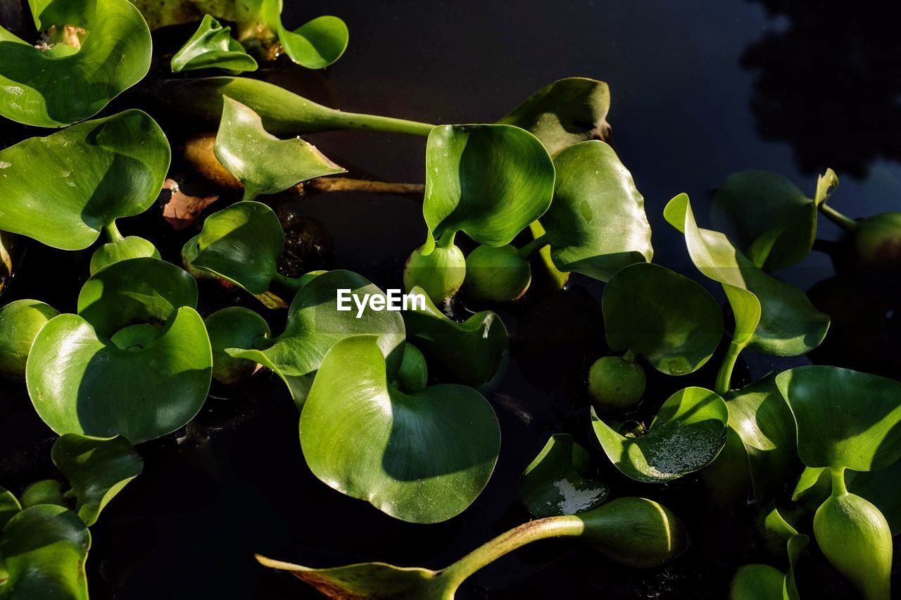 CLOSE-UP OF FRESH GREEN PLANT