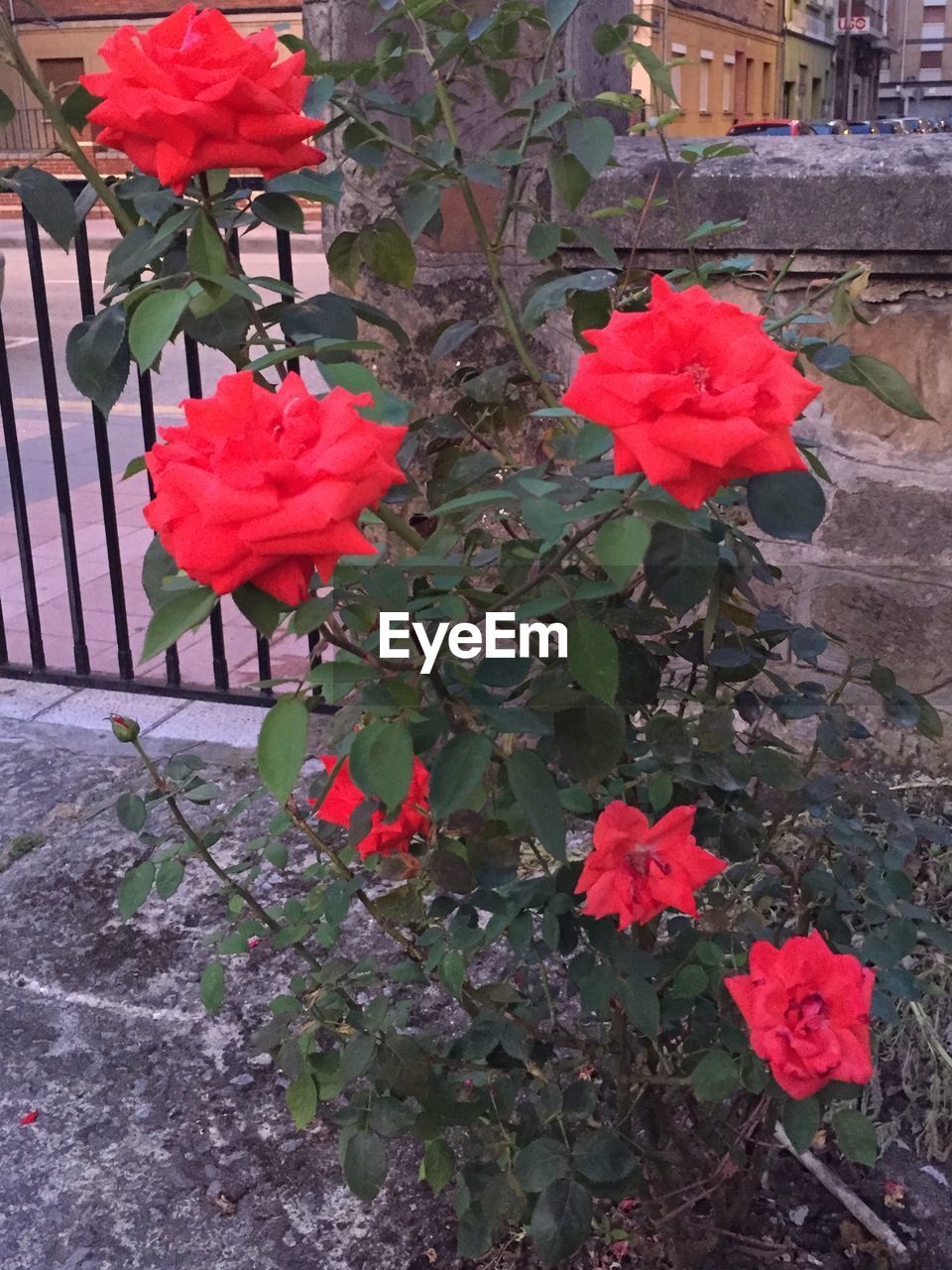 CLOSE-UP OF RED FLOWERS